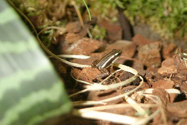 FH_TR_0022(Epipedobates tricolor).jpg